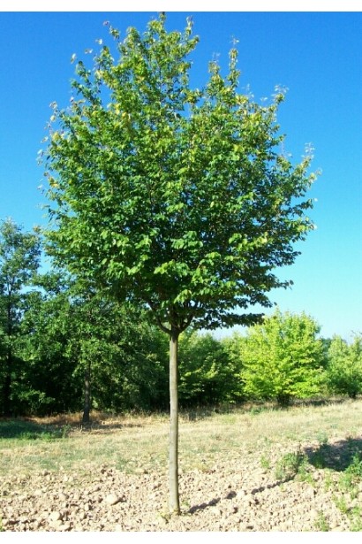 Ірга деревовидна Робін Хілл в Україні